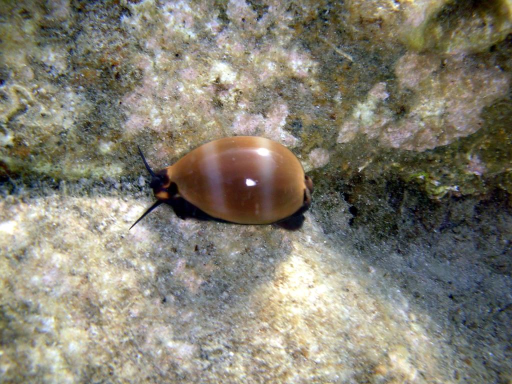 Luria lurida (Linn, 1758)